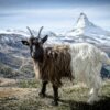 Goat in the foreground with the snow-covered Matterhorn in the background, near Zermatt