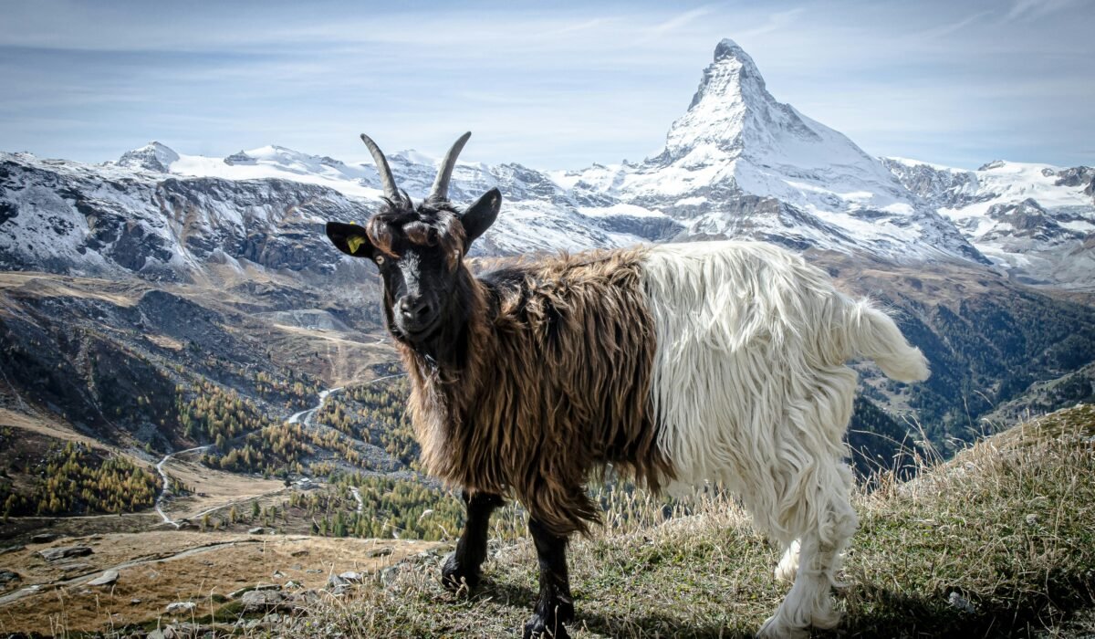 Goat in the foreground with the snow-covered Matterhorn in the background, near Zermatt