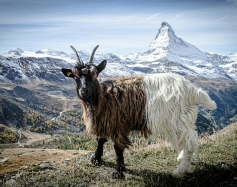Goat in the foreground with the snow-covered Matterhorn in the background, near Zermatt