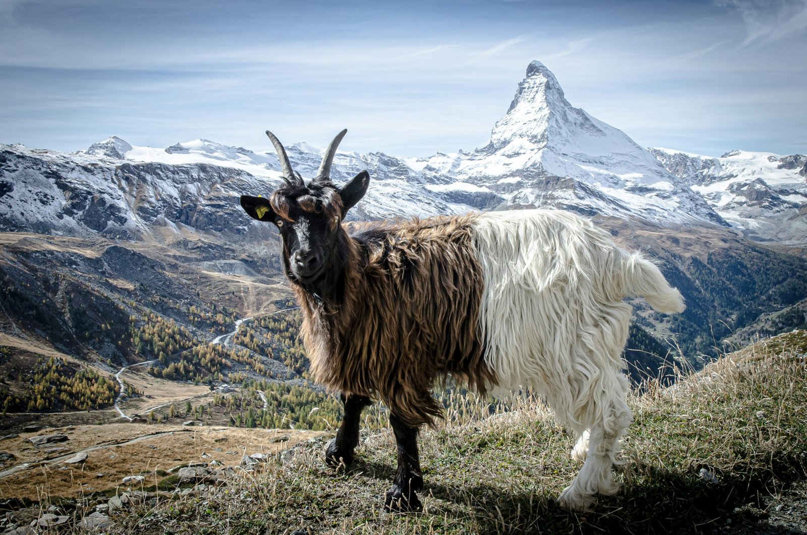 Goat in the foreground with the snow-covered Matterhorn in the background, near Zermatt